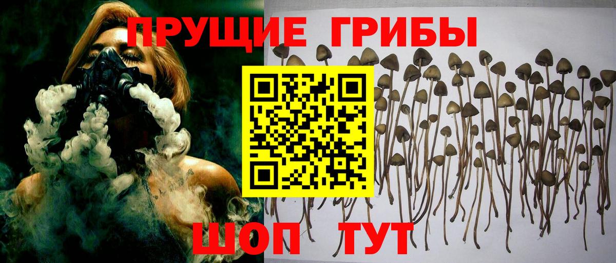Псилоцибиновые грибы Psilocybe Ярцево